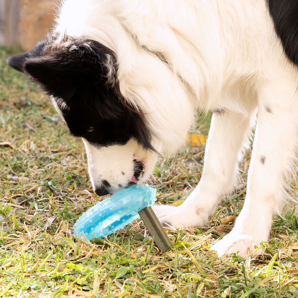 Innovagoods Jouet À Mordre 2 En 1 Congelable Pour Animaux De Compagnie Glubiz Innovagoods