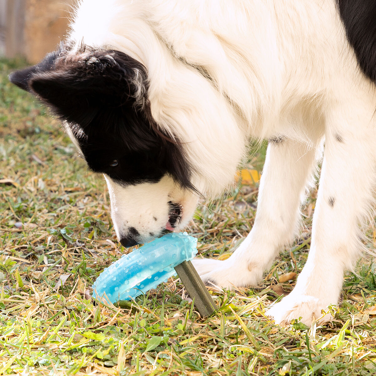 Innovagoods Jouet À Mordre 2 En 1 Congelable Pour Animaux De Compagnie Glubiz Innovagoods