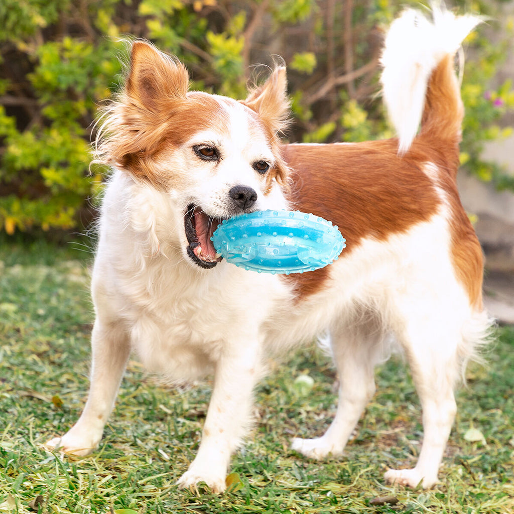 Innovagoods Jouet À Mordre 2 En 1 Congelable Pour Animaux De Compagnie Glubiz Innovagoods