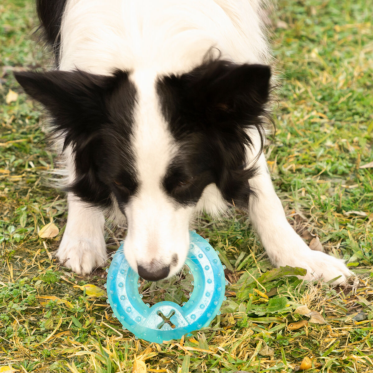 Innovagoods Jouet À Mordre 2 En 1 Congelable Pour Animaux De Compagnie Glubiz Innovagoods