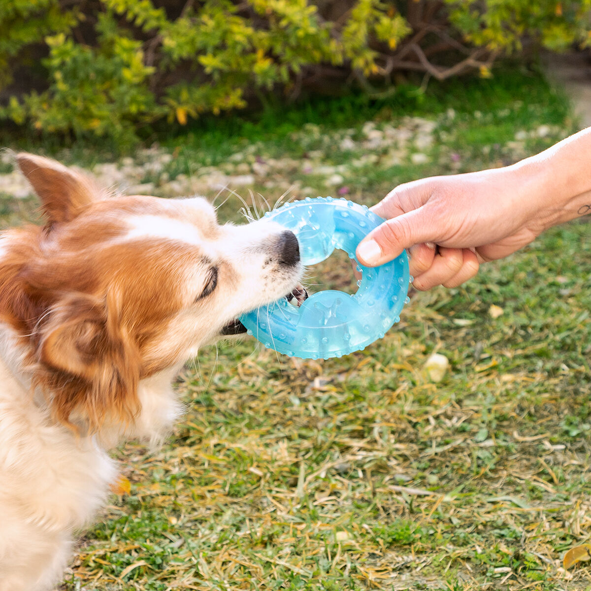 Innovagoods Jouet À Mordre 2 En 1 Congelable Pour Animaux De Compagnie Glubiz Innovagoods