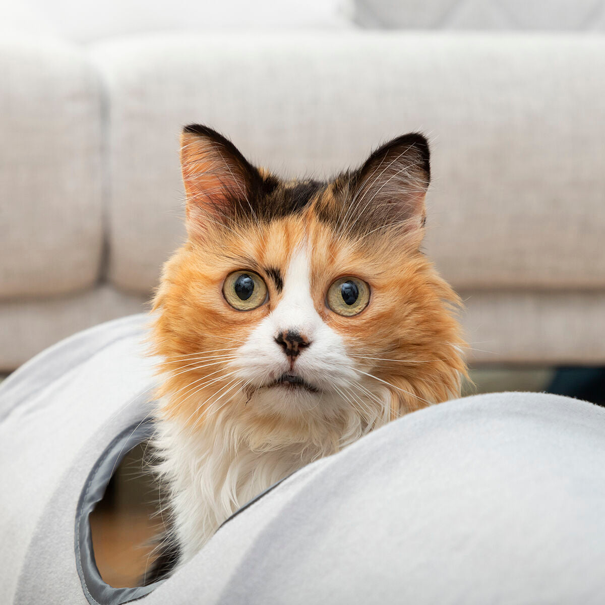Innovagoods Tunnel De Jeu Pliable Pour Animaux De Compagnie Funnyl Innovagoods